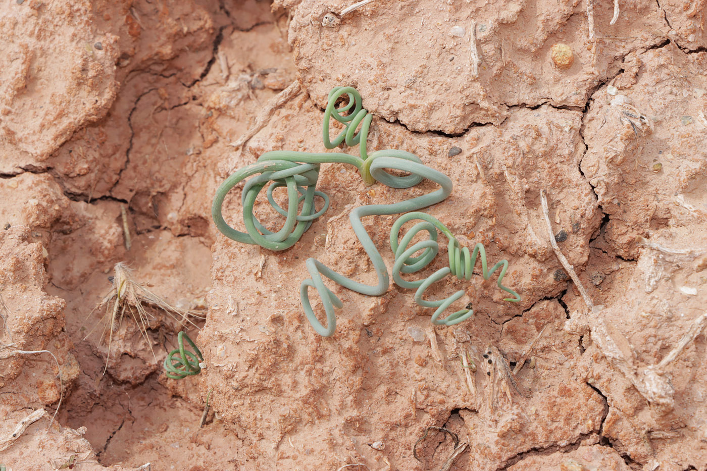 Image of Allium ophiophyllum specimen.