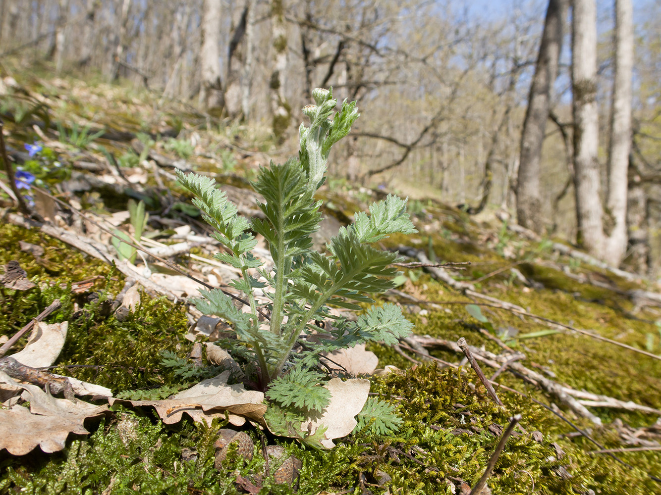 Image of Pyrethrum poteriifolium specimen.