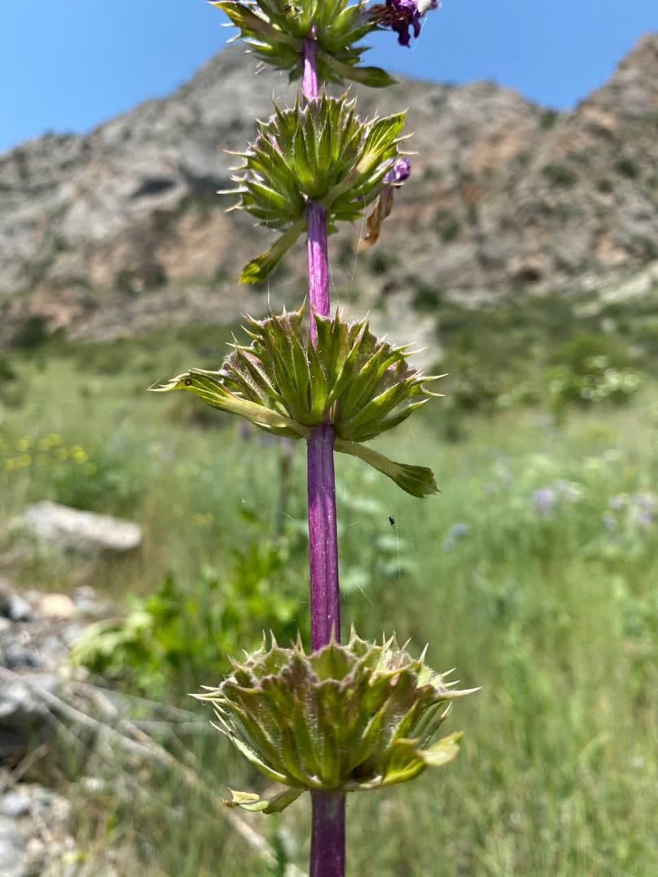 Изображение особи Phlomoides lehmanniana.