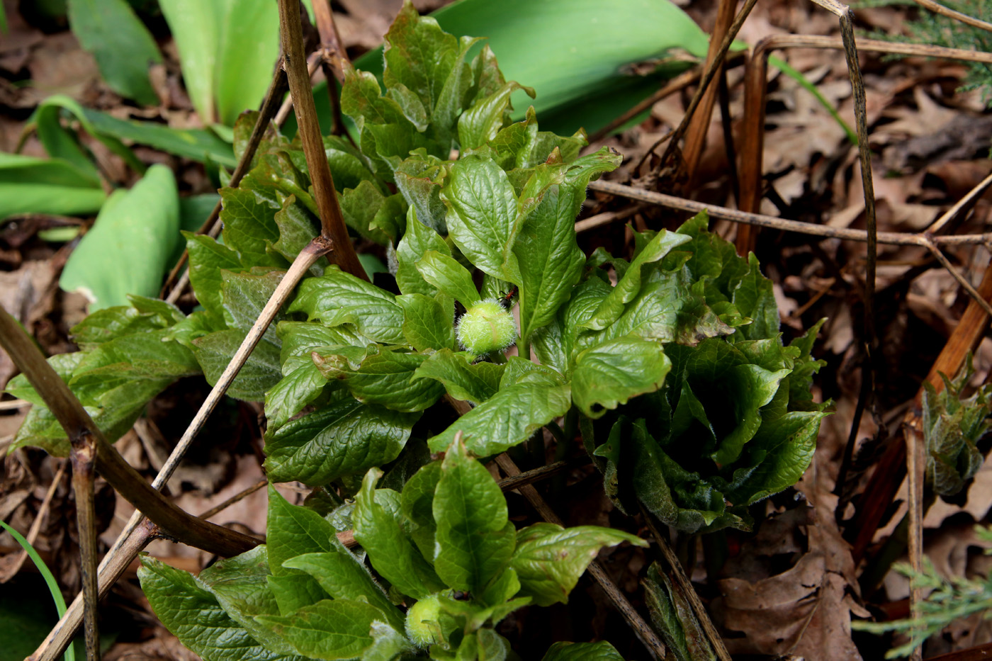 Image of Paeonia wittmanniana specimen.