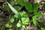 Gagea lutea