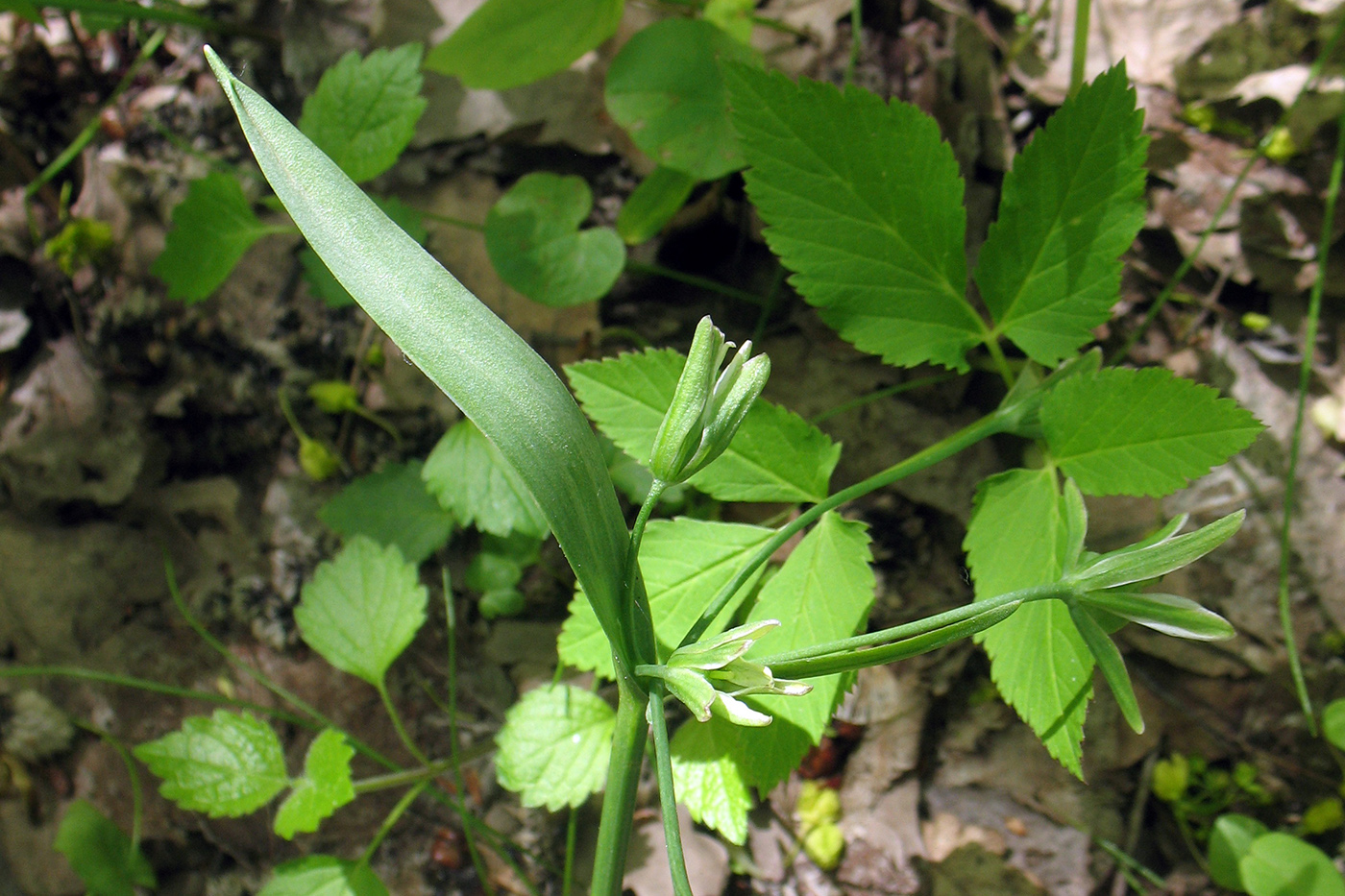 Image of Gagea lutea specimen.