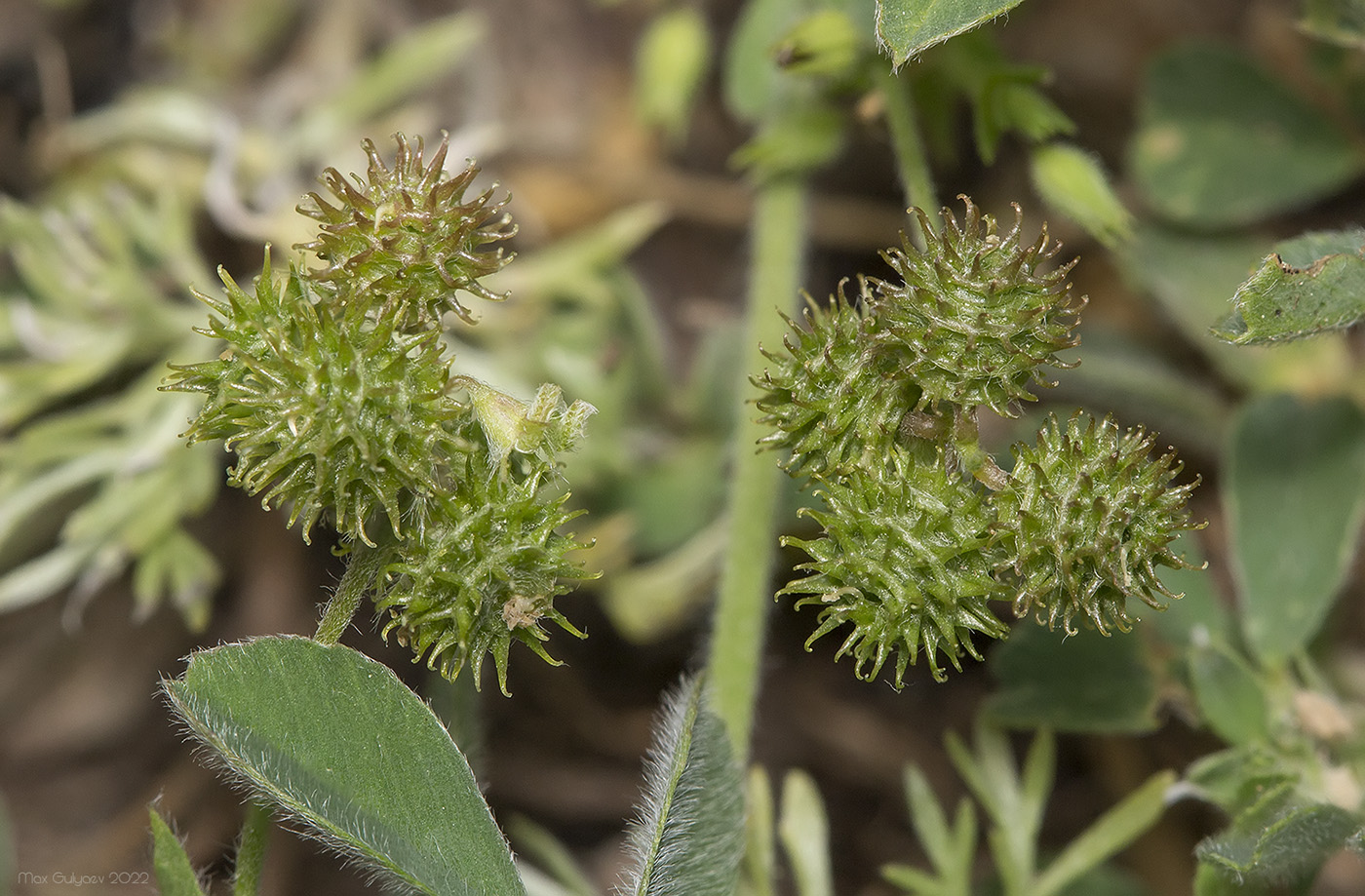 Image of Medicago minima specimen.