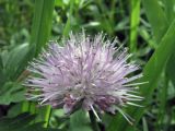 Allium amblyophyllum. Соцветие. Казахстан, Терскей Алатау, горы Басулытау, 2300 м н.у.м. 27.07.2010.