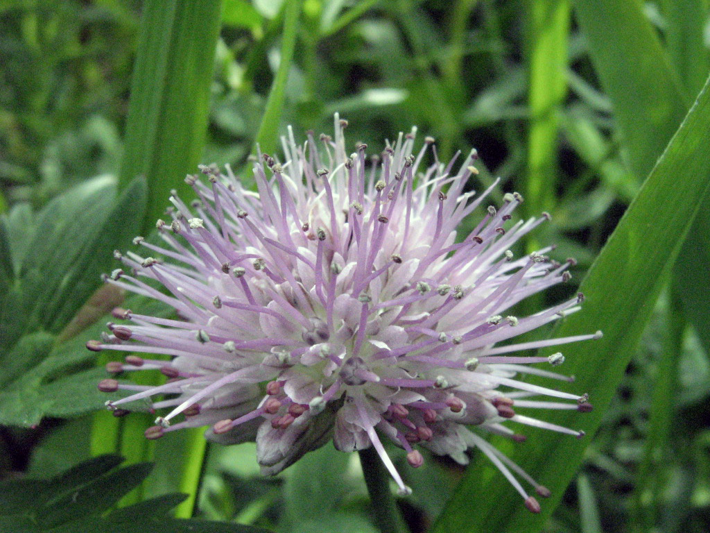 Изображение особи Allium amblyophyllum.