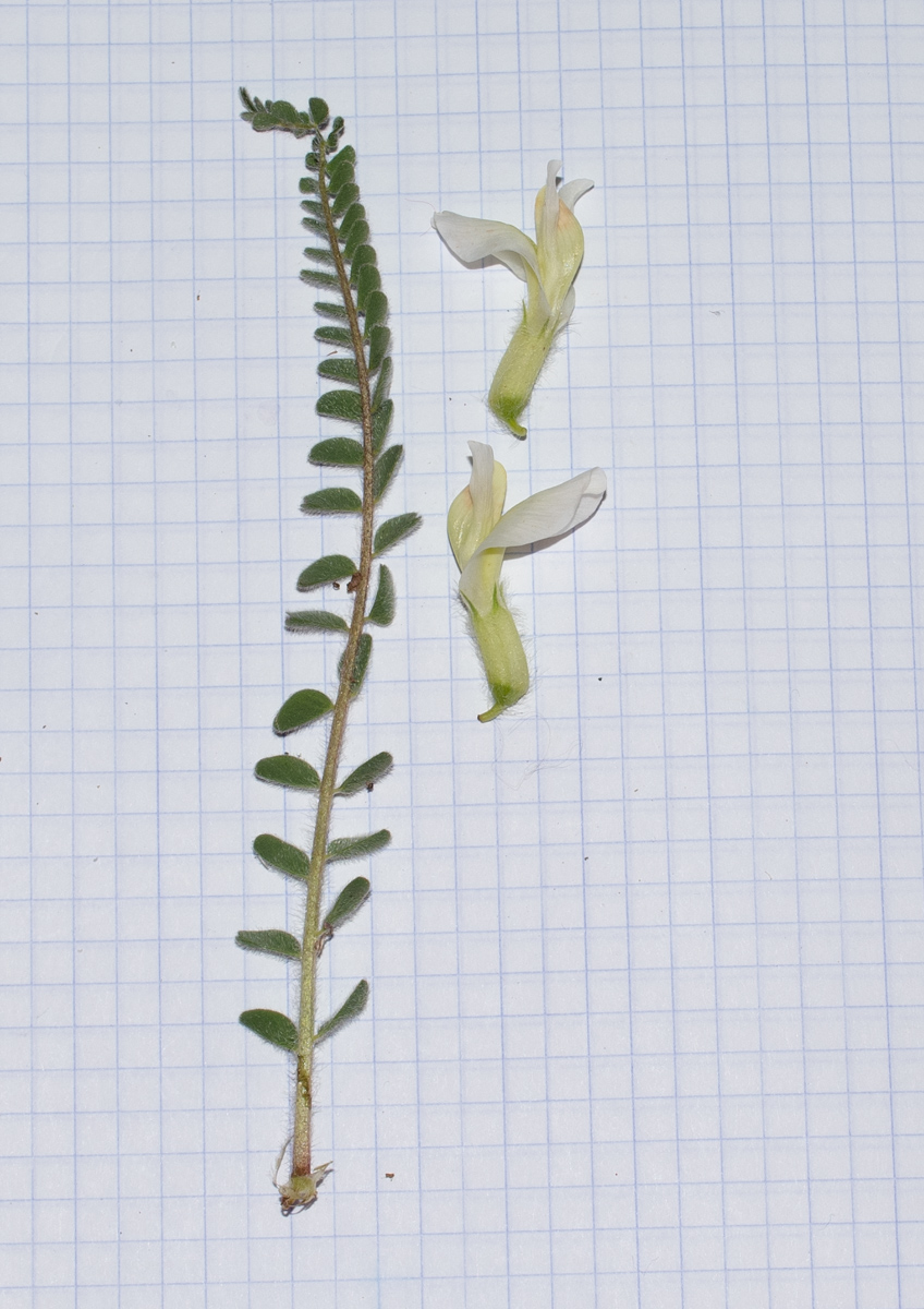 Image of Astragalus aleppicus specimen.