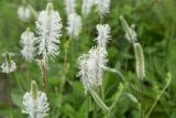 Plantago urvillei. Распустившиеся и нераспустившиеся соцветия. Республика Ингушетия, Джейрахский р-н, окр. ур. Кашети, высота ок. 1800 м н.у.м., большой луг в нижней части отрога. 18 июня 2022 г.