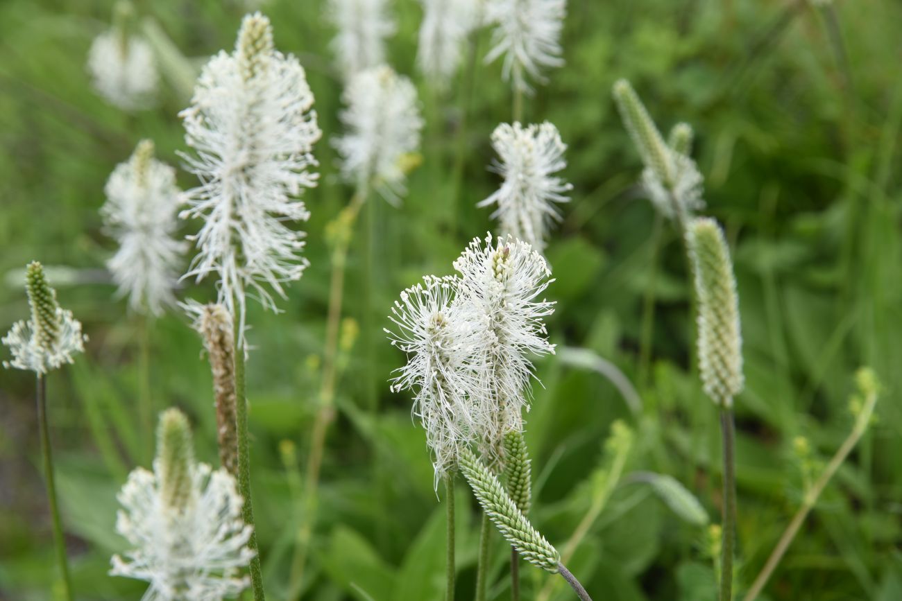 Image of Plantago urvillei specimen.