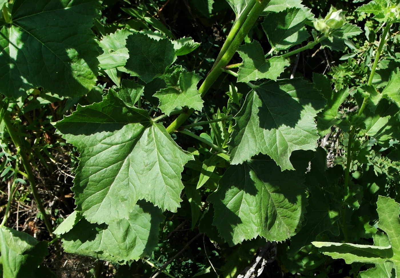 Image of Malva thuringiaca specimen.