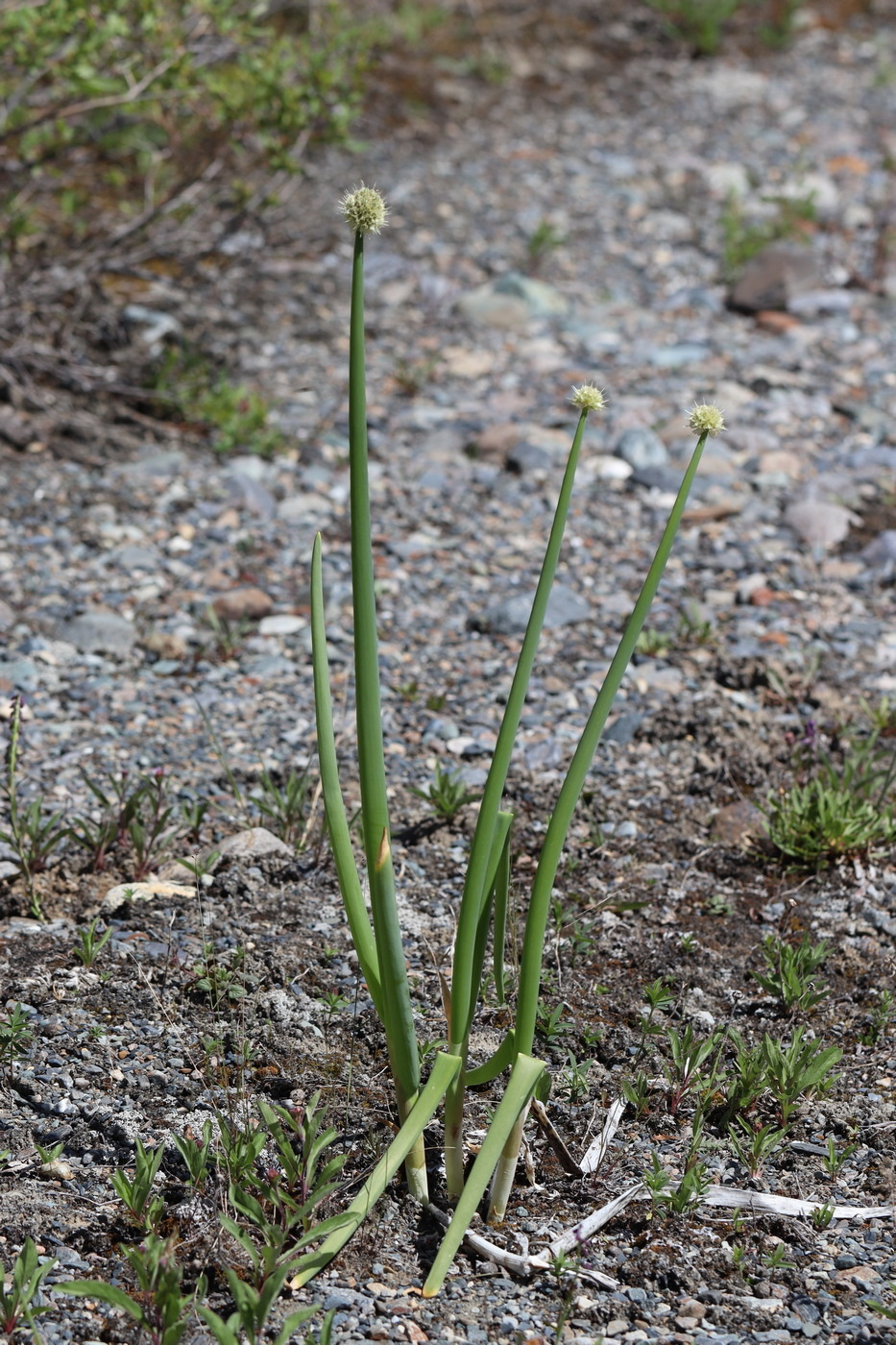 Изображение особи Allium altaicum.