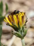 genus Taraxacum. Соцветие с кормящимся самцом осы Celonites sibiricus. Алтай, Кош-Агачский р-н, ур. Марс, степная балка. 17 июня 2022 г.