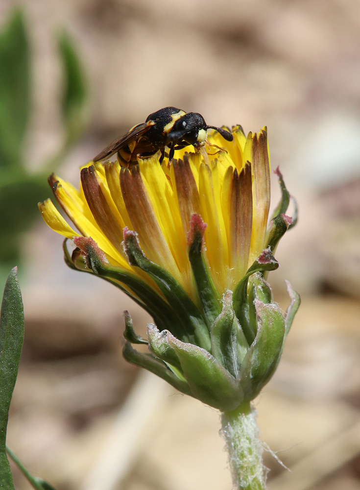 Image of genus Taraxacum specimen.