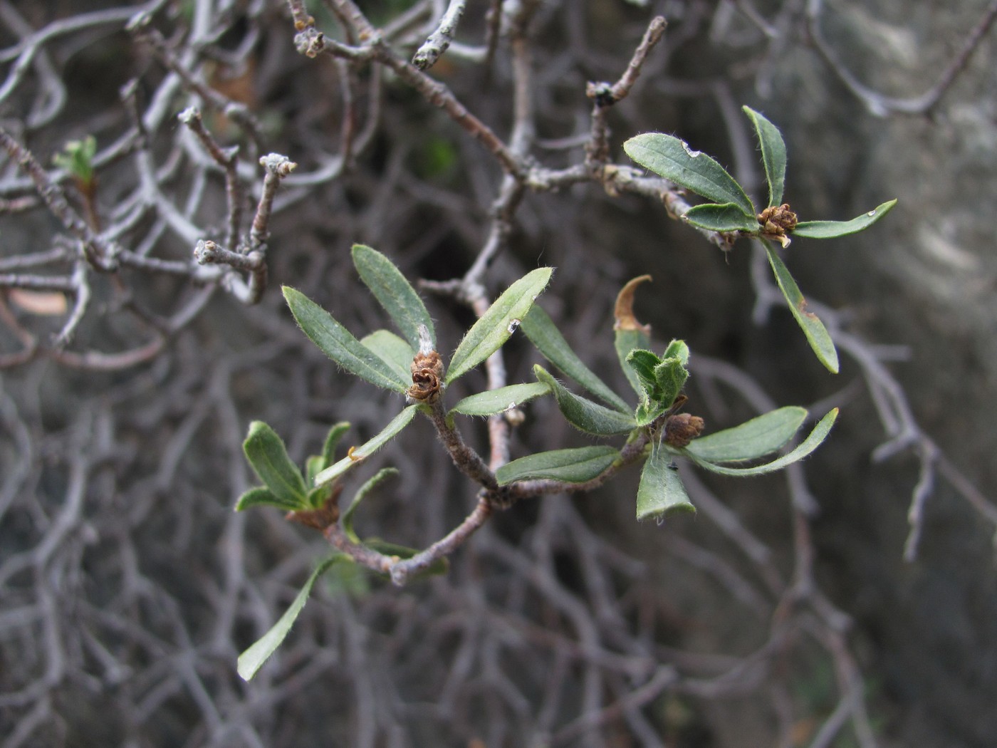 Image of Daphne baksanica specimen.