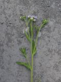 Erigeron annuus