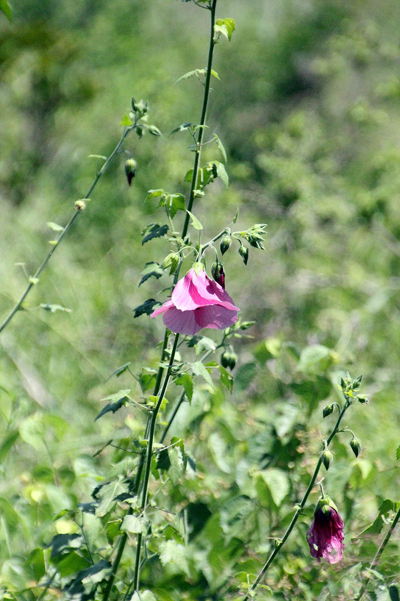 Image of familia Malvaceae specimen.