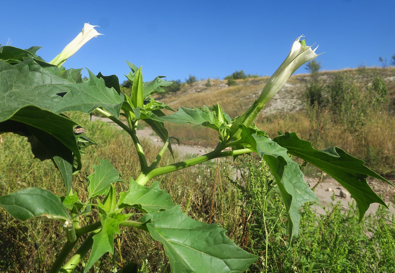 Изображение особи Datura stramonium.