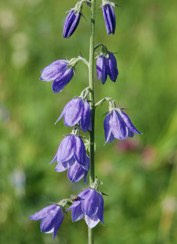 Изображение особи Adenophora lamarckii.