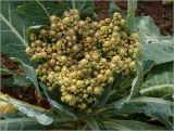 Brassica разновидность botrytis