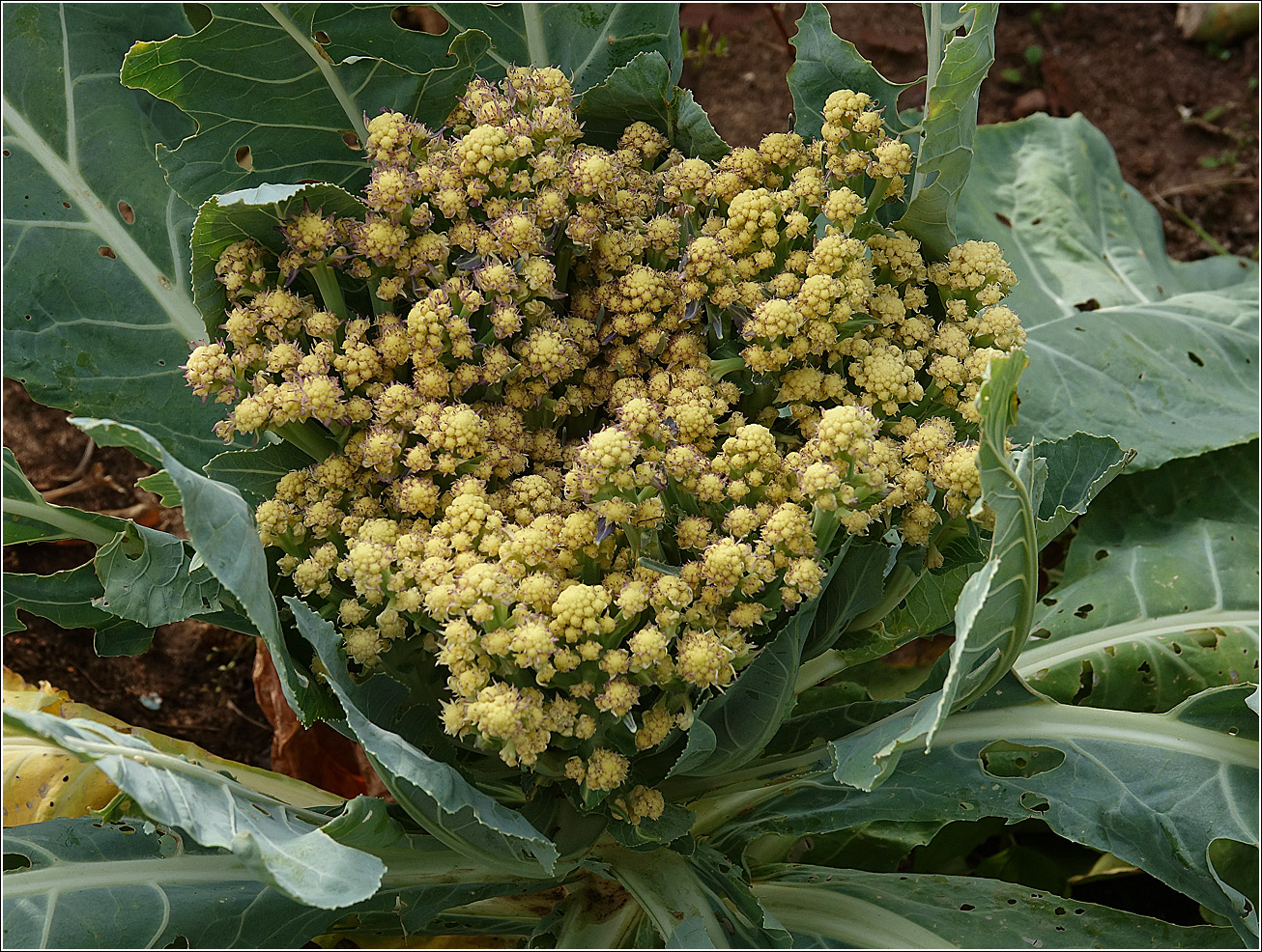 Изображение особи Brassica oleracea var. botrytis.