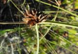 Cyperus capitatus