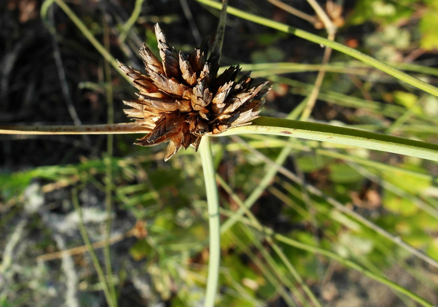 Изображение особи Cyperus capitatus.