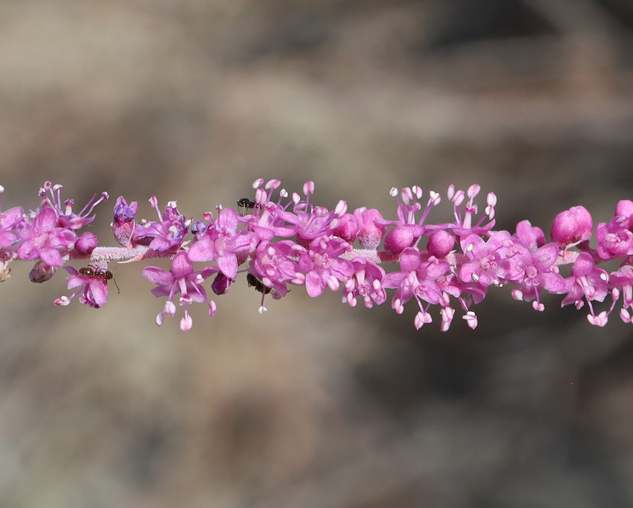 Изображение особи Tamarix hispida.