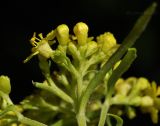 Image of taxon representative. Author is Лариса Крайник