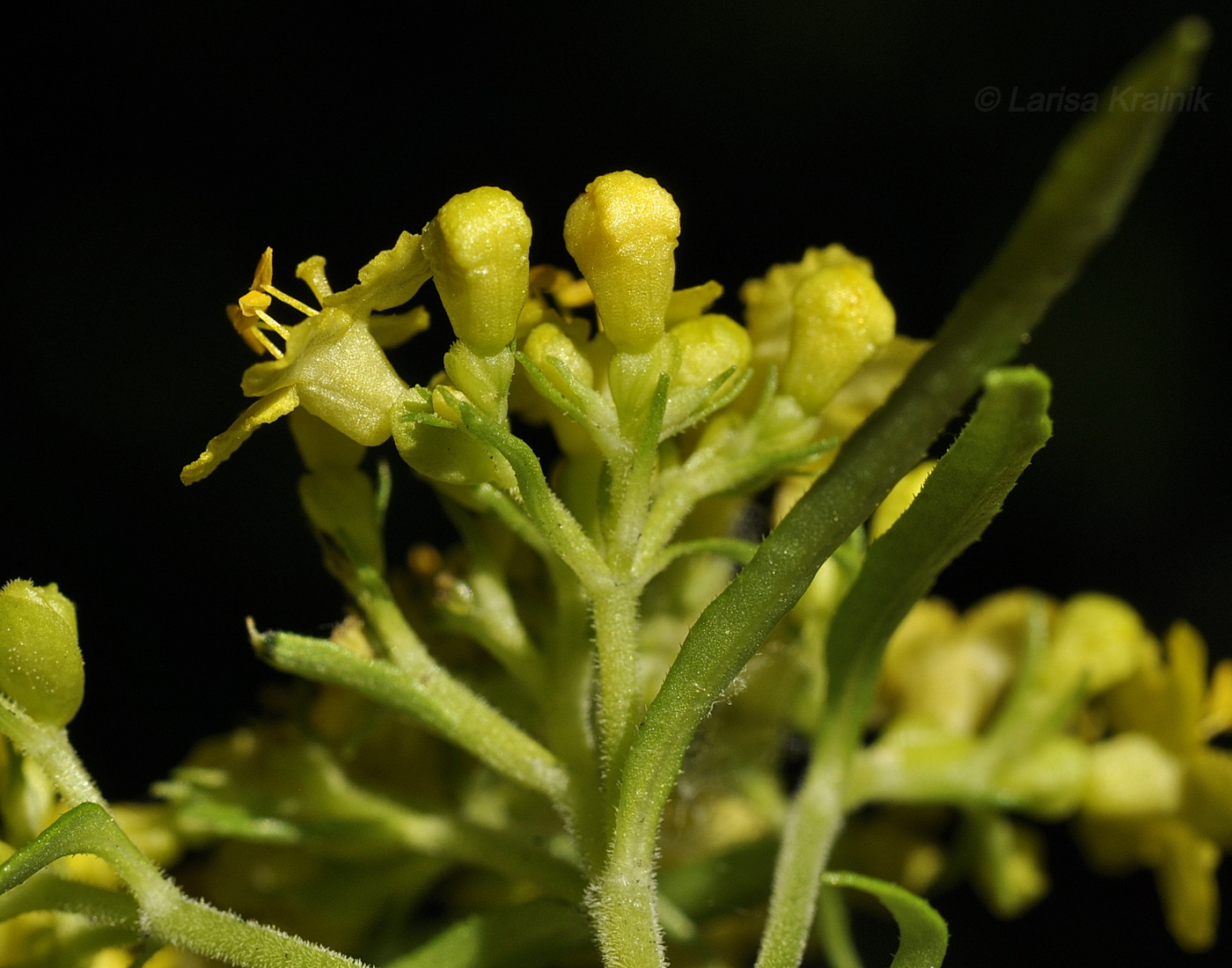 Изображение особи Patrinia rupestris.