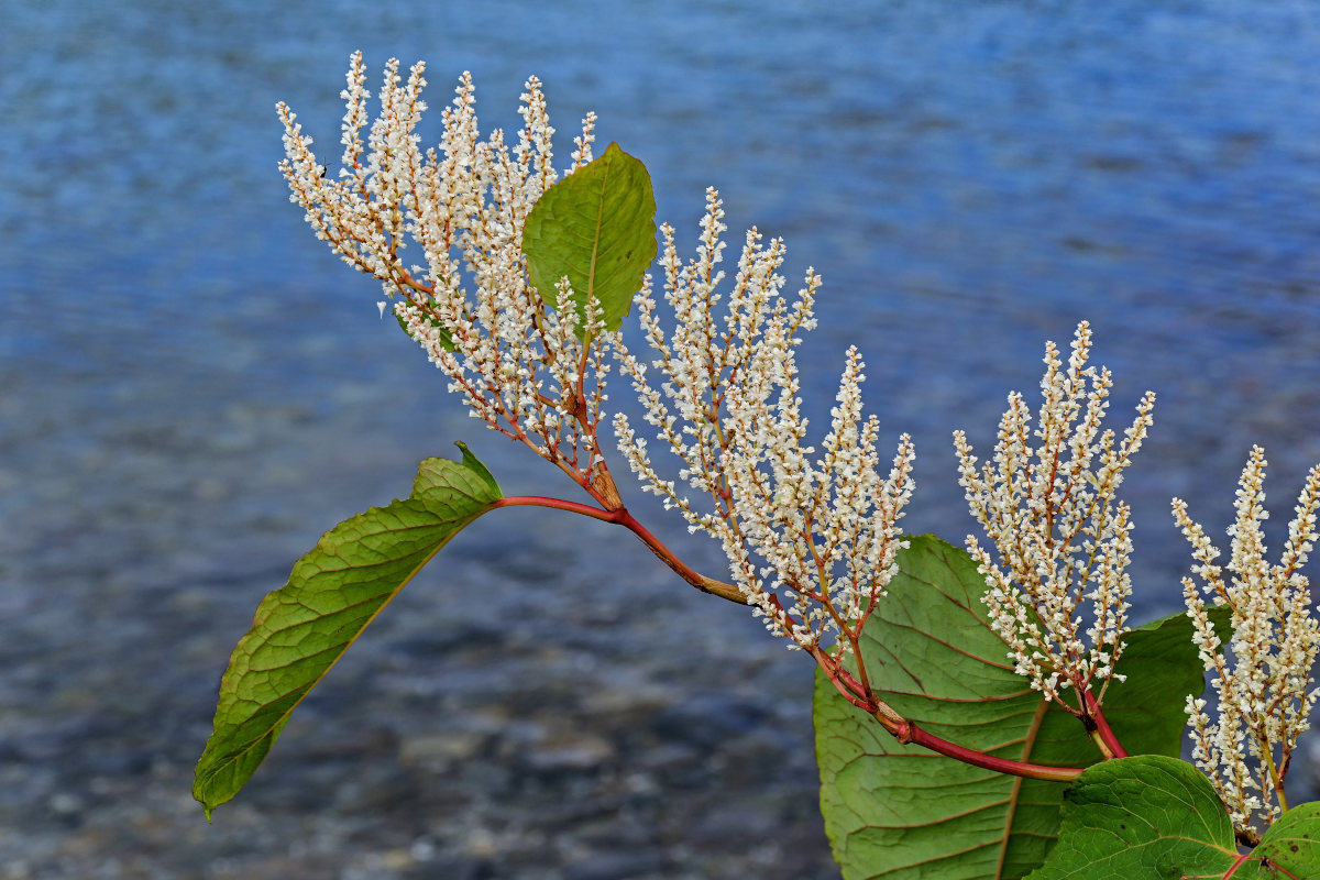 Изображение особи Reynoutria sachalinensis.