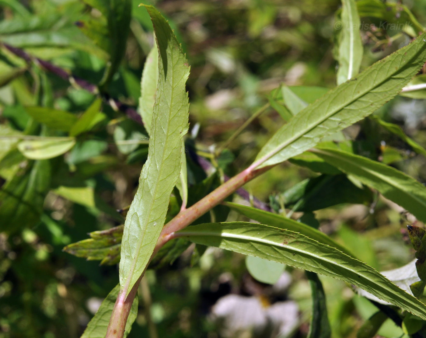 Image of Penthorum chinense specimen.
