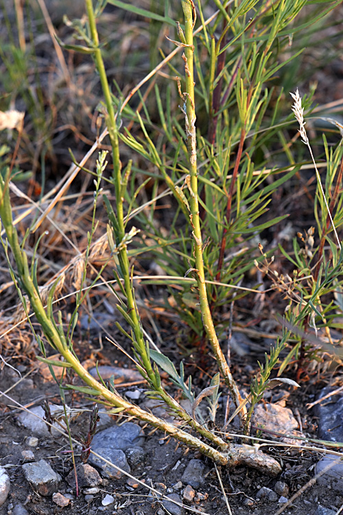 Image of genus Linum specimen.