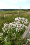 Valeriana officinalis