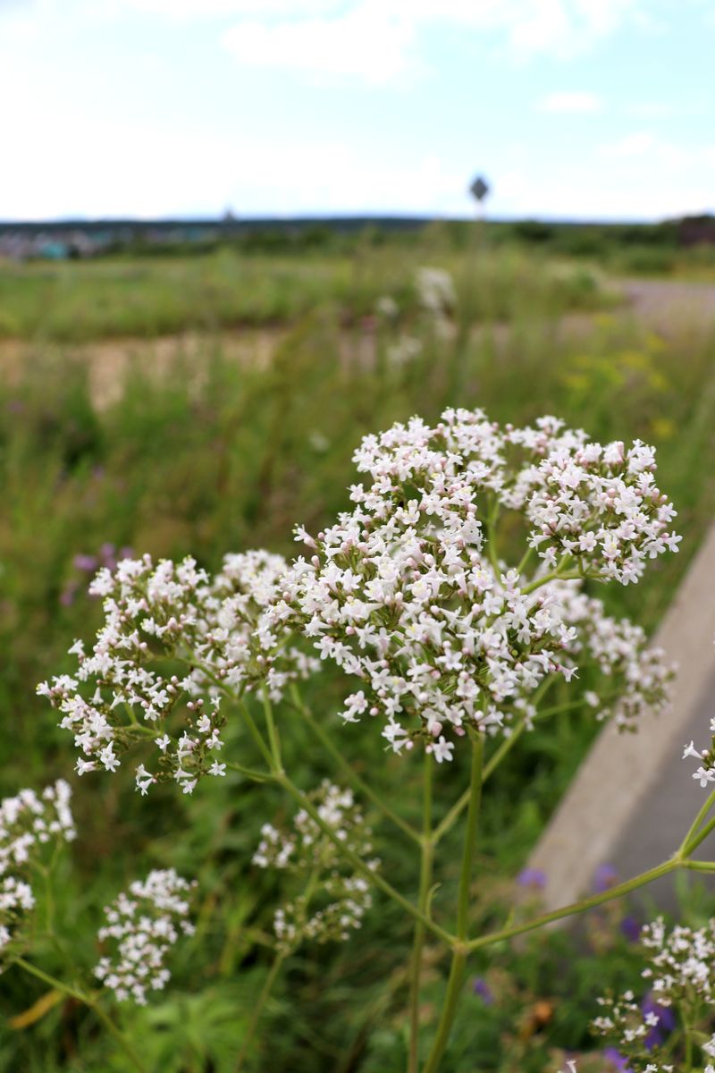 Image of Valeriana officinalis specimen.