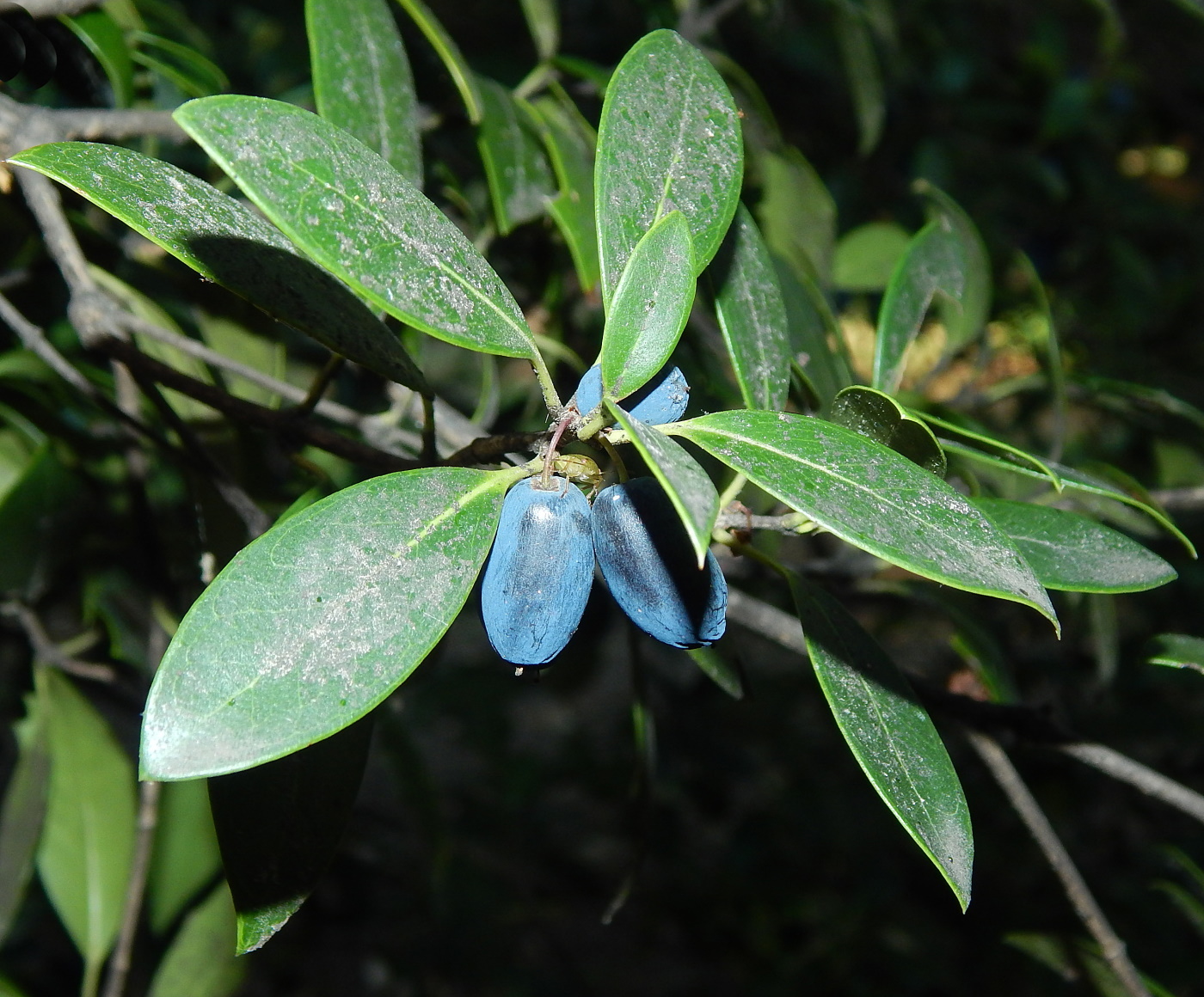 Image of Acokanthera oblongifolia specimen.