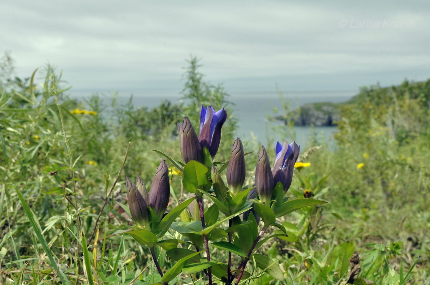 Изображение особи Gentiana scabra.