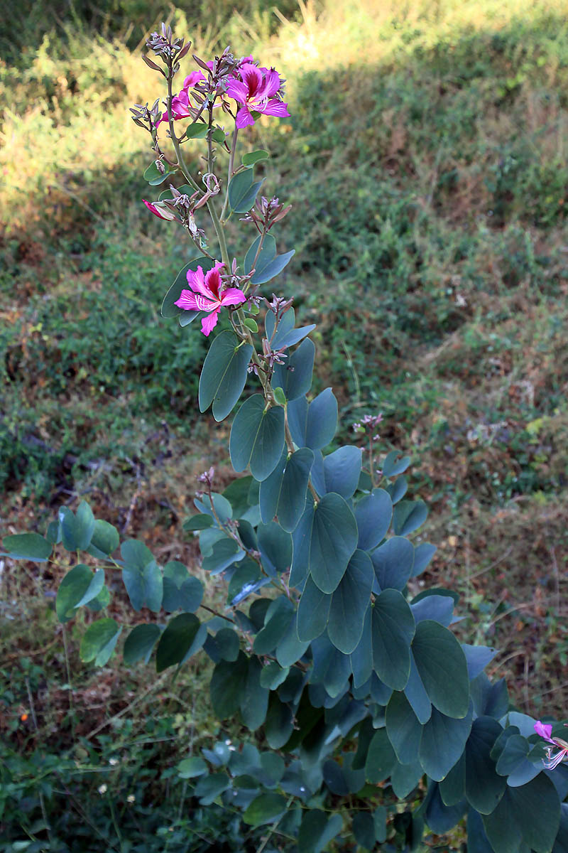 Image of Bauhinia variegata specimen.