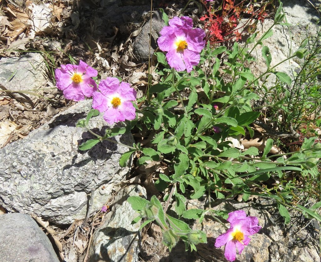 Image of Cistus tauricus specimen.