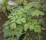 Archangelica officinalis. Вегетирующее растение. Москва, Северо-Западный административный округ, р-н Строгино, Щукинский полуостров, берег реки. 16.09.2022.