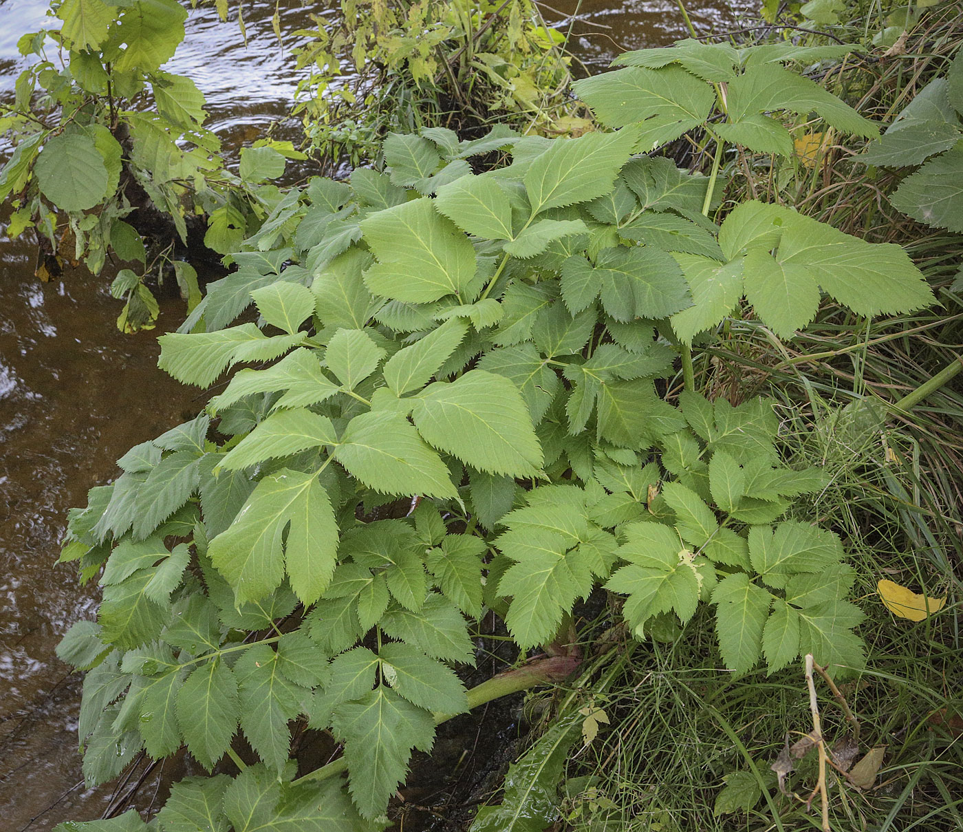 Изображение особи Archangelica officinalis.