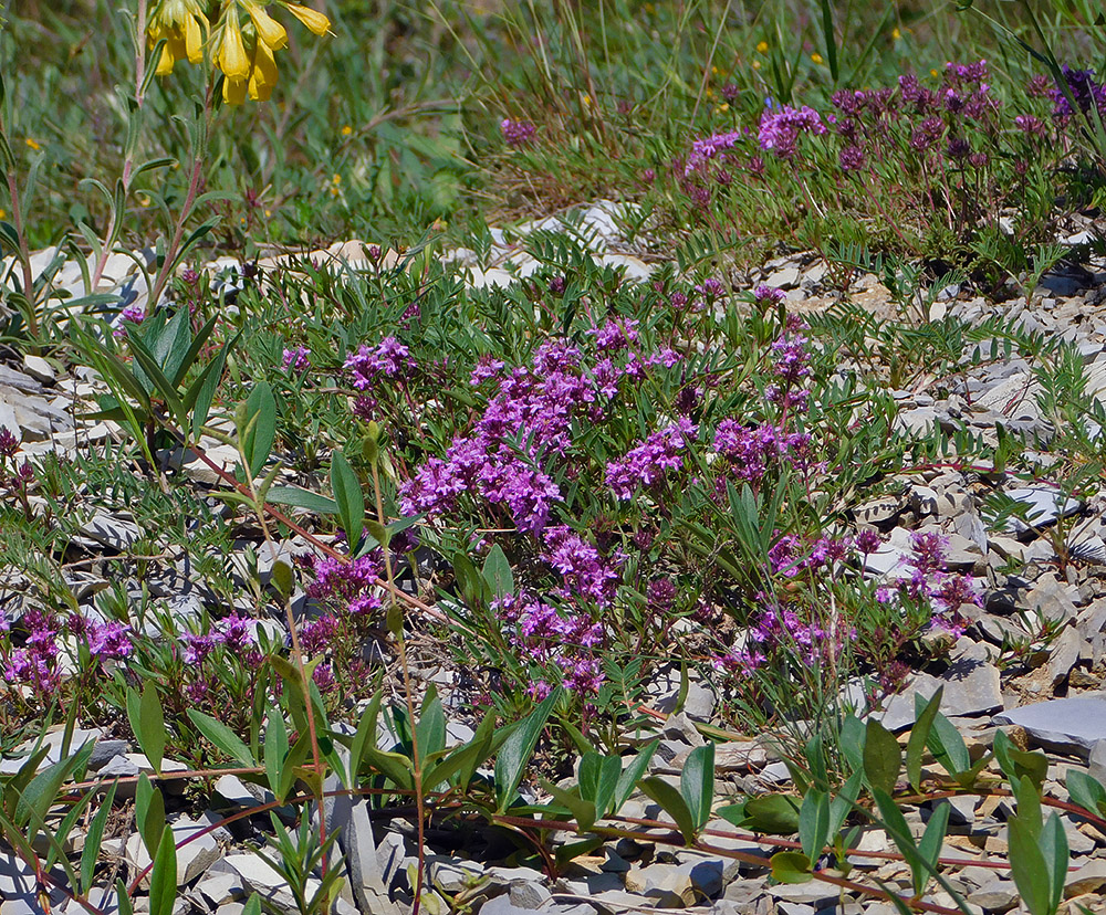 Image of Thymus elenevskyi specimen.