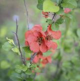 Chaenomeles japonica. Часть цветущей веточки. Владимирская обл., окр. г. Александров, садовые участки. 10.06.2022.