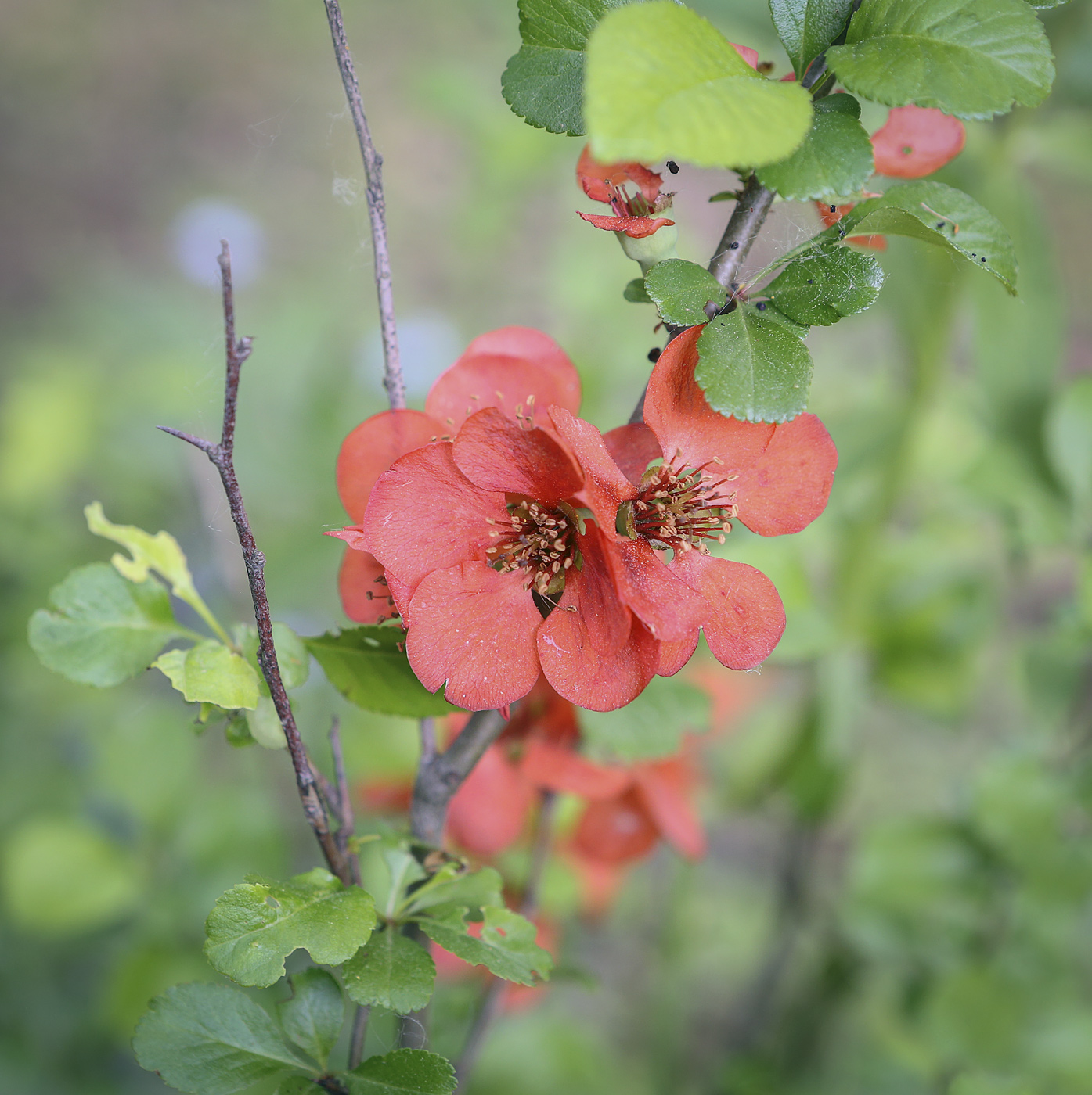 Изображение особи Chaenomeles japonica.