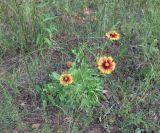 genus Gaillardia