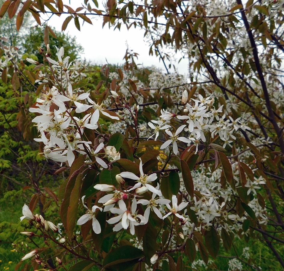 Image of Amelanchier canadensis specimen.