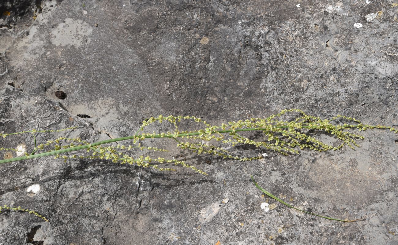 Изображение особи Rumex acetosa.