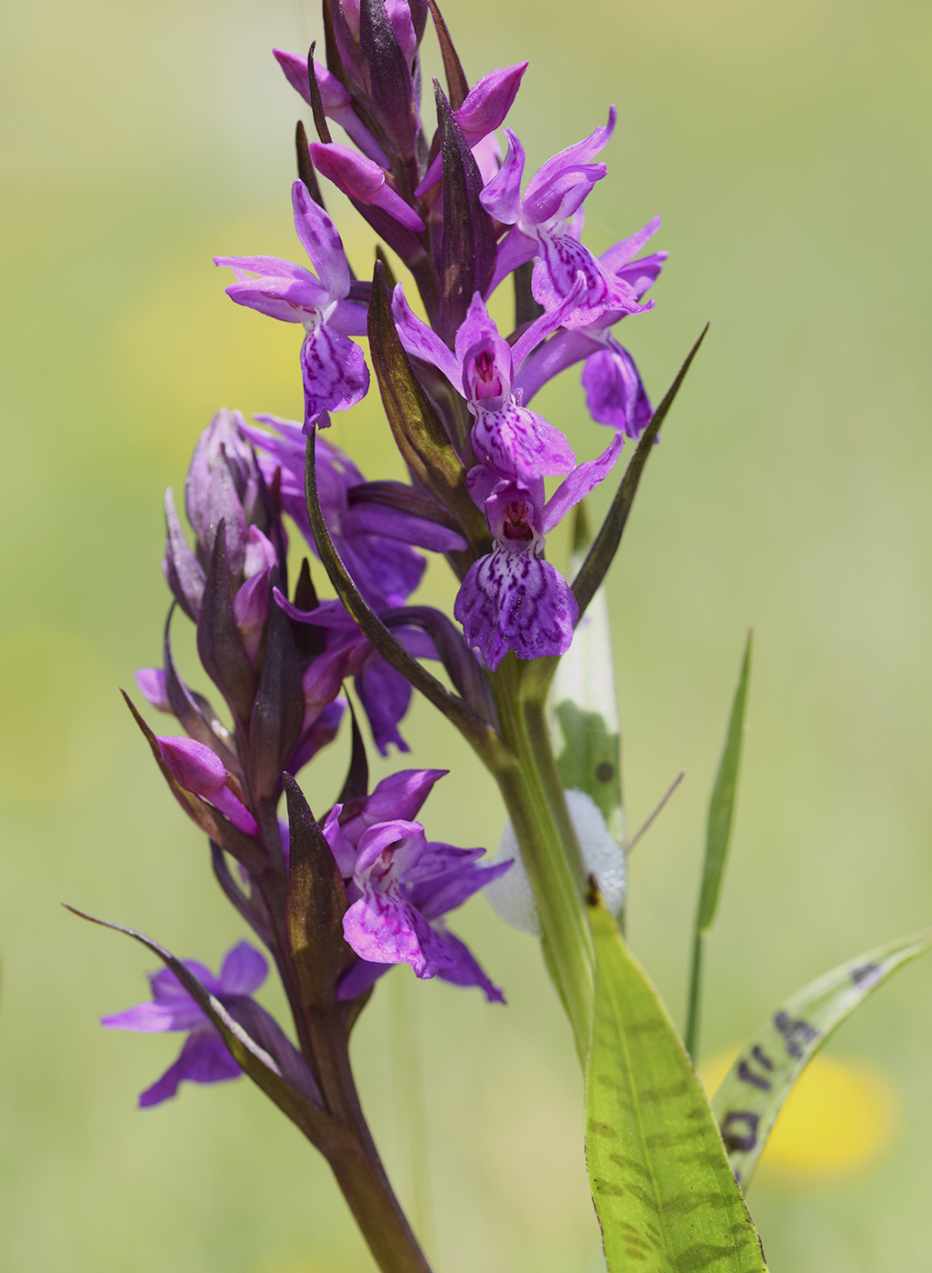 Image of Dactylorhiza majalis specimen.