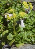 Chrysosplenium oppositifolium. Верхушка побега с соцветиями. Испания, автономное сообщество Каталония, провинция Жирона, комарка Рипольес, муниципалитет Сеткасес, окр. н.п. Сеткасес, ≈1350 м н.у.м., пойма ручья Валь-Льобре, каменистый берег ручья. 23.04.2023.