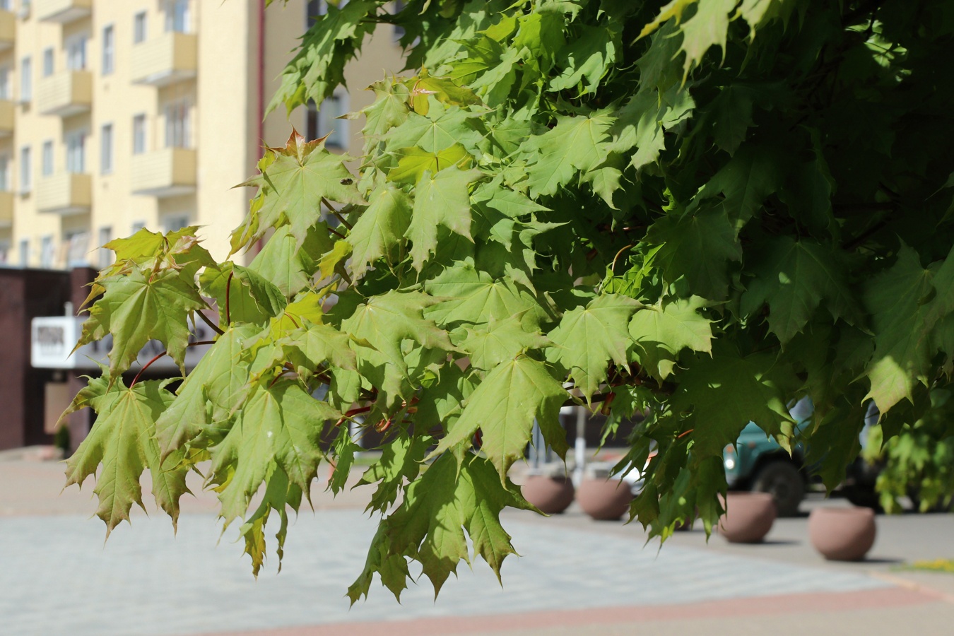 Image of Acer platanoides specimen.