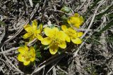 Eranthis longistipitata