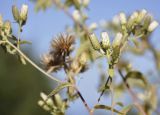 Inula conyza